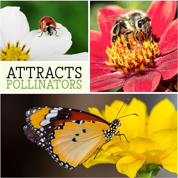 Seed Needs, Cherry Rose Sunflower Seeds - 50 Hybrid Seeds for Planting Helianthus annuus - Bi-Color Blooms for an Outdoor Butterfly Garden, Great Cut Flowers (5 Packs)