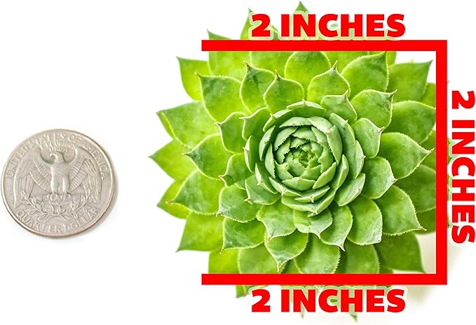 Succulent Plants | 20 Sempervivum Succulents | Rooted in Planter Pots with Soil | Real Live Indoor Plants | Gifts or Room Decor by Plants for Pets