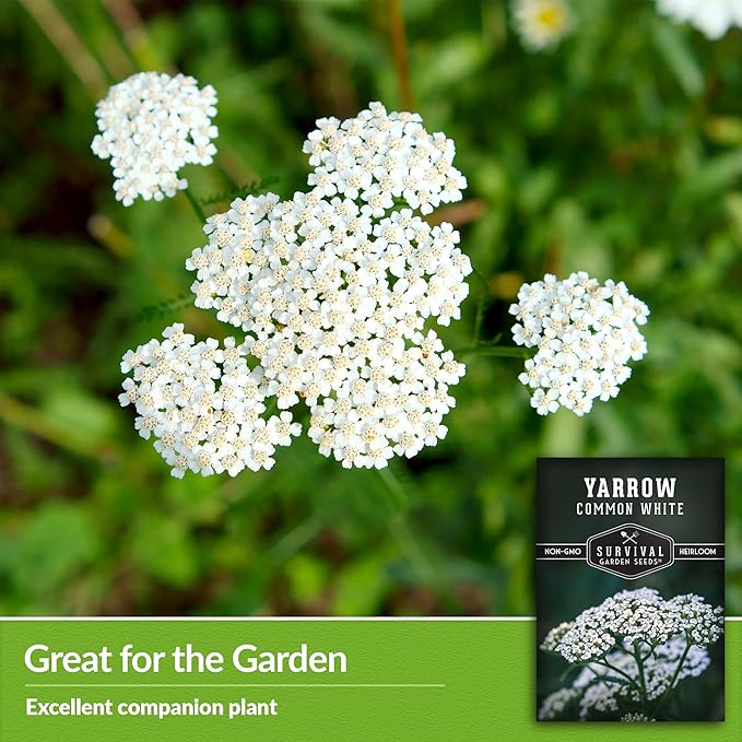 Survival Garden Seeds White Yarrow Seeds for Planting - 1 Packet with Instructions to Plant & Grow Beneficial Flowering Herbs in Your Home Vegetable Garden - Non-GMO Heirloom Variety
