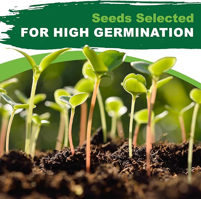 TKE Farms & Gardens - Toothache Plant Seeds for Planting, 1000 Non-GMO Heirloom Buzz Button Seeds, Electric Daisy, Szechuan Button, Includes Easy Growing Instructions, 250mg Packet, Qty 1