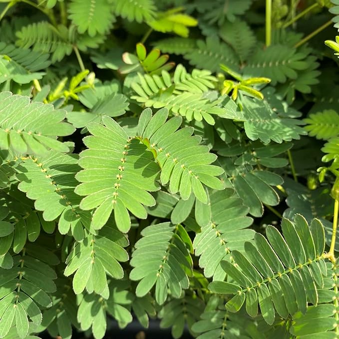 300+ Sensitive Plant Seeds - Heirloom Non-GMO Seeds for Planting Microgreens Herb Seeds for Indoor/Outdoor Garden
