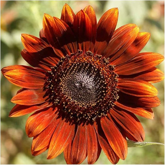 Seed Needs, Sunflower Seed Packet Variety Collection (3 Individual Varieties for Planting) Red Sun, Velvet Queen & Lemon Queen