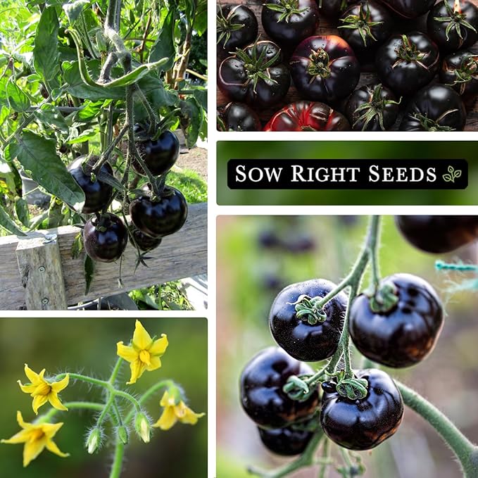 Sow Right Seeds - Black Beauty Tomato Seeds for Planting - Non-GMO Heirloom Packet with Instructions to Plant an Outdoor Home Vegetable Garden - Rare Deep Purple Slicing Variety - Sweet Flavor (1)