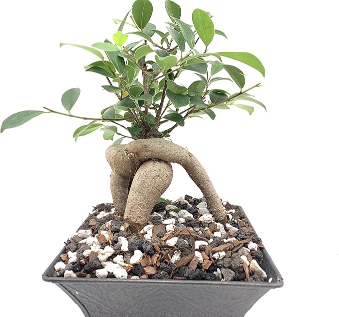 Black Lava Rock | 2 Quarts Bag | 1/4” Particle Size | Soil Aggregate for Bonsai, Cactus, Succulents, and More | Enables Optimal Drainage and Soil Aeration | The Bonsai Supply