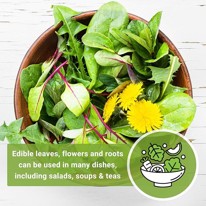Sow Right Seeds - Common Dandelion Seeds for Planting - Non-GMO Heirloom Packet with Instructions to Grow an Outdoor or Indoor Herb Garden - Herbal Teas & Medicinal Uses - Great for Wildlife (1)