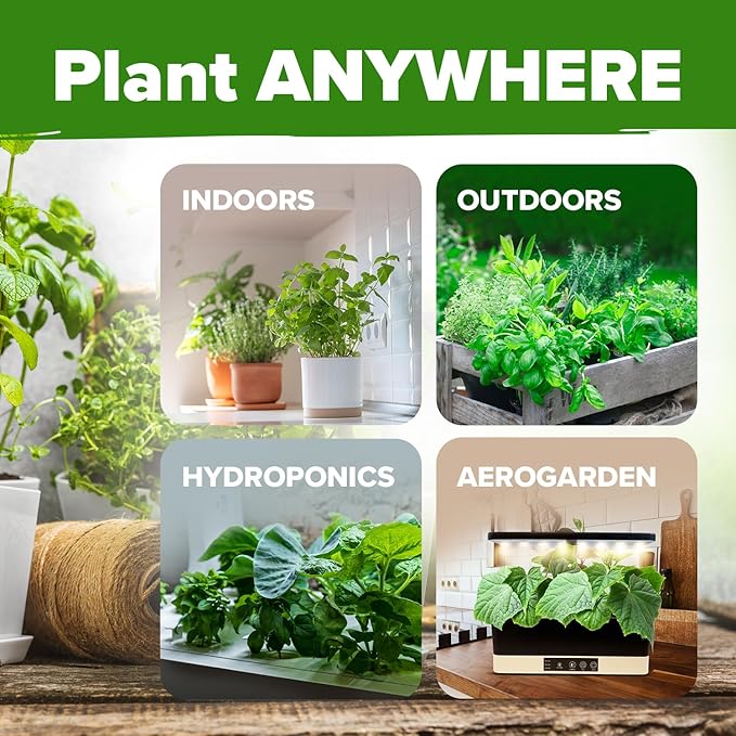 HOME GROWN 20 Culinary Herb Seed Vault - Heirloom and Non GMO - Seeds for Planting for Indoor or Outdoor Herbs Garden, Basil, Cilantro, Parsley, Chives, Lavender, Dill, Marjoram, Mint, Rosemary, Thyme