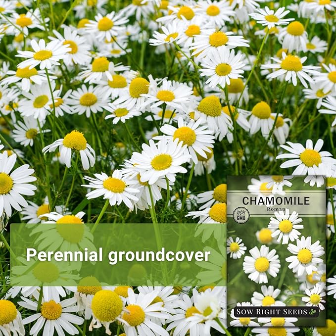 Sow Right Seeds - Roman Chamomile Seeds for Planting - Non-GMO Heirloom Packet with Instructions to Grow an Herbal Tea Garden - Indoors or Outdoor - Low Growing with Small Daisy-Like Blooms (2)