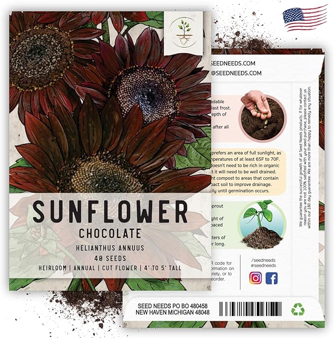 Seed Needs, Chocolate Sunflower Seeds - 40 Heirloom Seeds for Planting Helianthus annuus - Annual Flowers to Plant Outdoors, Attracts Bumblebees and Butterflies, Great as a Cut Flower (1 Pack)