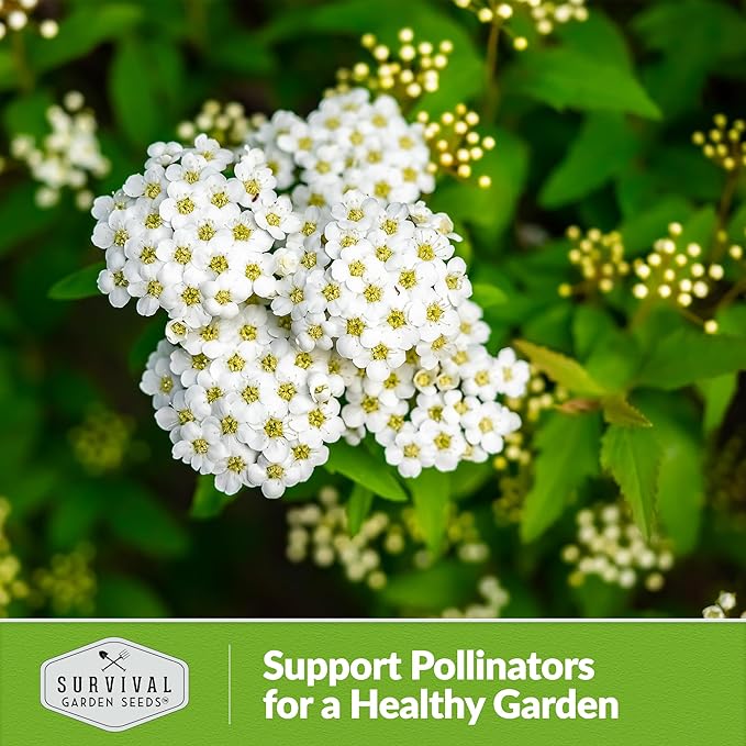 Survival Garden Seeds White Yarrow Seeds for Planting - 5 Packets with Instructions to Plant & Grow Beneficial Flowering Herbs in Your Home Vegetable Garden - Non-GMO Heirloom Variety