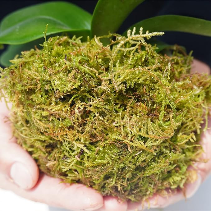 7 oz Natural Orchid Moss for Potted Plants, Nice Soilless Potting Soil for Seedling and Cutting, Good Idea for Reptile Terrarium, Crafts, Garden Decoration