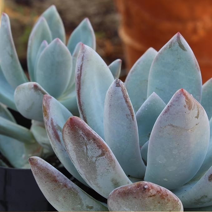 Altman Plants, Bulk Succulents Plants Live Houseplants (20PK), Live Succulents Live Plants Live House Plants Indoors Live, Live Cactus Plants Live Succulent Plants Live Indoor Plants Live Houseplants