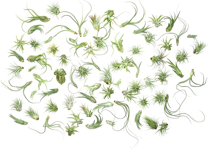 Tillandsia Air Plants Live Indoor Plants (75 Pack), Air Plants Bulk Party Favors or Wedding Favors Live Plants, Air Plant Lover Gifts, DIY Terrarium Kit, Air Succulents Plants Live by Plants for Pets