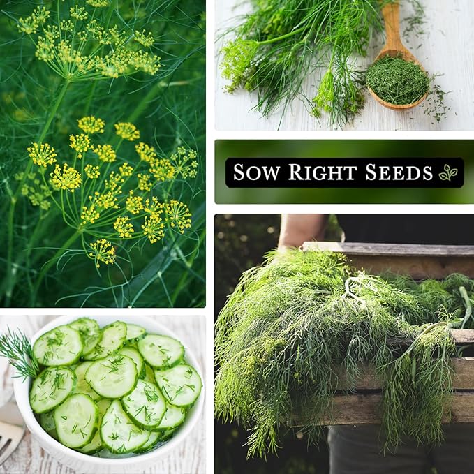 Sow Right Seeds - Dill Seed for Planting - Non-GMO Heirloom Packet with Instructions to Plant and Grow Herb Garden - Indoors or Outdoors - Homemade Dill Pickles - Wonderful Companion Plant (1)