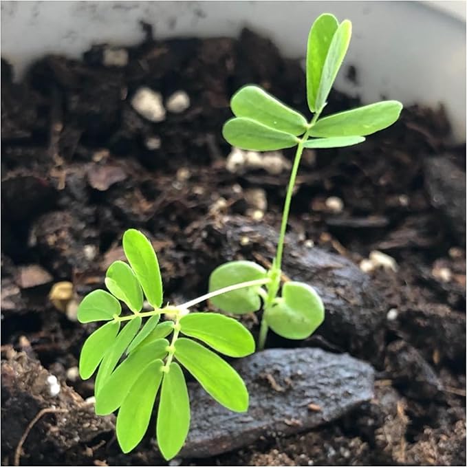 Seed Needs Sensitive Plant Seeds for Planting Mimosa pudica - Heirloom & Open Pollinated Annual Flowers - Pink Blooms with Leaves That React to Touch (5 Packs)