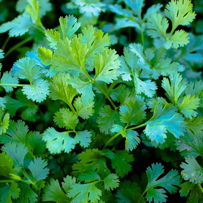 Slow Bolt Cilantro Herb Garden Seeds - 1 Lb ~40,000 seeds - Non-GMO Heirloom Slow Bolt Cilantro Herb Seeds (Coriander) - Outdoor Garden, Indoor Garden, Countertop Microgreens, Organic Micro Greens Kit