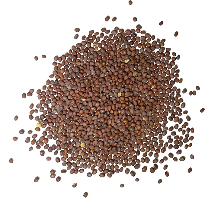 Seed Needs Watermelon Radish Seeds for Planting - Non-GMO, Heirloom & Untreated - Organically Grow a Home Grown Vegetable Garden - Cool Weather Crops (5 Packs)