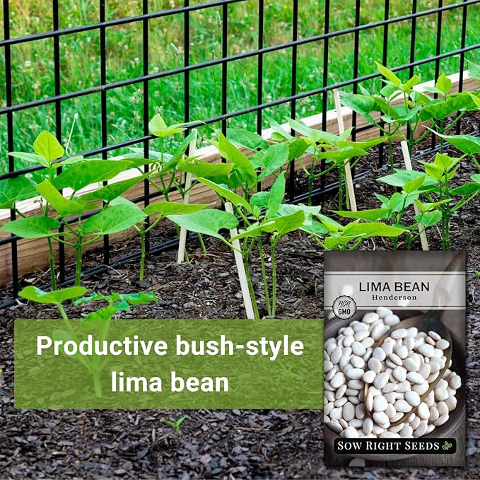 Sow Right Seeds - Bush Henderson Lima Bean Seeds for Planting - Non-GMO Heirloom Packet, Instructions to Plant an Outdoor Home Vegetable Garden - White Lima Variety - Great for Canning or Freezing (2)