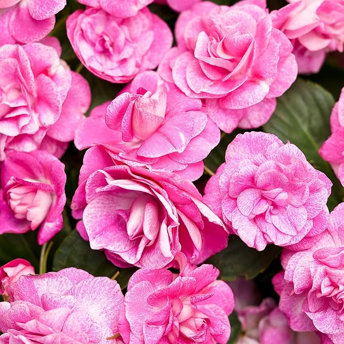 500+Impatiens Mixed Seeds for Planting Outdoor-Perennial Impatiens Balsamina Plants Ornamental Garden Potted Bonsai Indoor