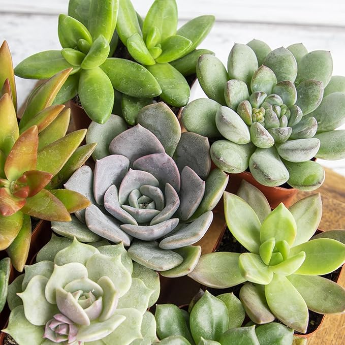 Altman Plants, Bulk Succulents Plants Live Houseplants (20PK), Live Succulents Live Plants Live House Plants Indoors Live, Live Cactus Plants Live Succulent Plants Live Indoor Plants Live Houseplants
