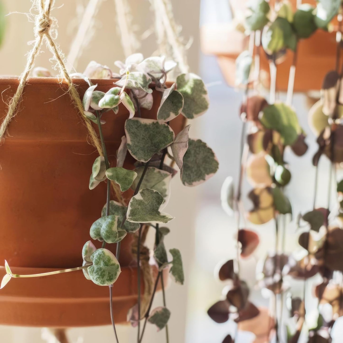 Terracotta Pots 8 Inch(2 Pack), Large Clay Pots for Plants with Drainage Hole and Saucer, Terracotta Planter Pot for Indoor Outdoor Plant