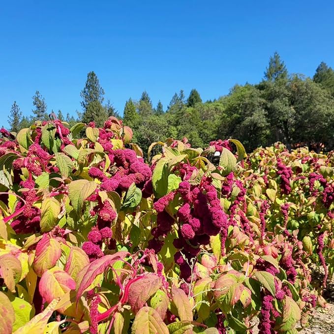 Plant Good Seed Organic Amaranth Seed Collection - Five Packets/600 Seeds Each: Chinese Giant, Dreadlocks, Green Tails, Red Dye, Callaloo - Heirloom Planting Vegetables Gardening Supplies Grain Flower