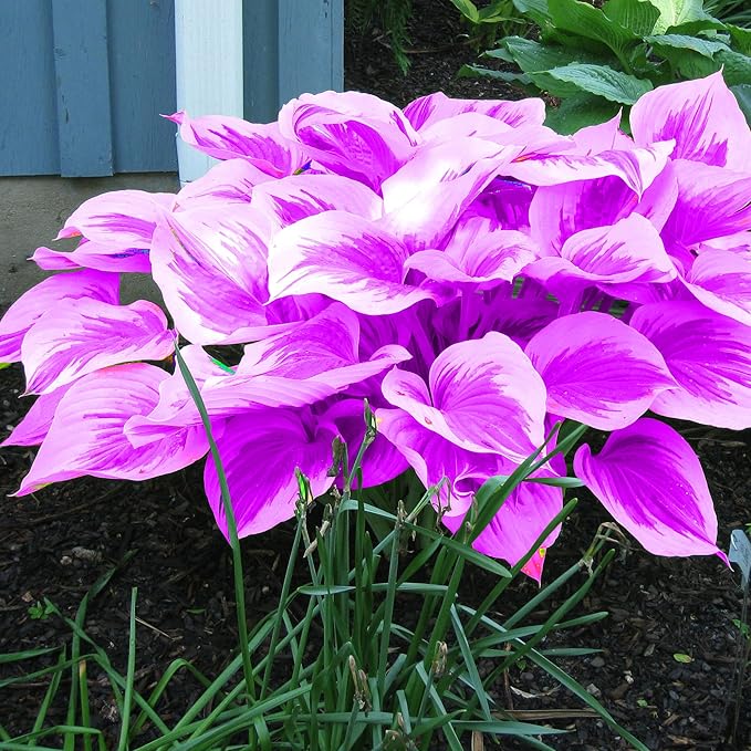 Purple Hosta Seeds Perennial Hosta Plants Seeds for Planting Outdoor Garden Low Maintenance 200Pcs