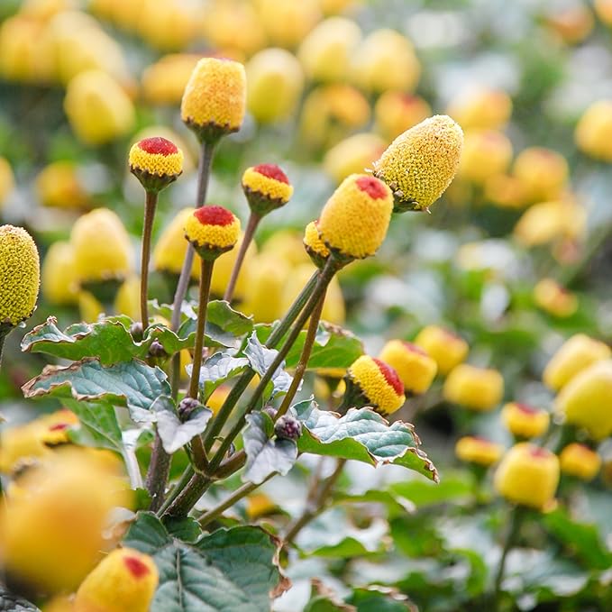 TKE Farms & Gardens - Toothache Plant Seeds for Planting, 1000 Non-GMO Heirloom Buzz Button Seeds, Electric Daisy, Szechuan Button, Includes Easy Growing Instructions, 250mg Packet, Qty 1