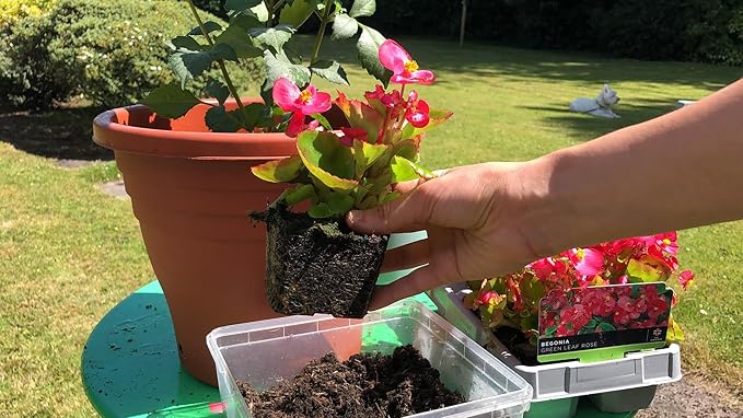 Elevate Your Space with Gardenera's Organic Potting Mix - Tailored for Thriving Begonia Plants and Vibrant Flowers - 2 Quart, MAIN-BEGONIA-2QT