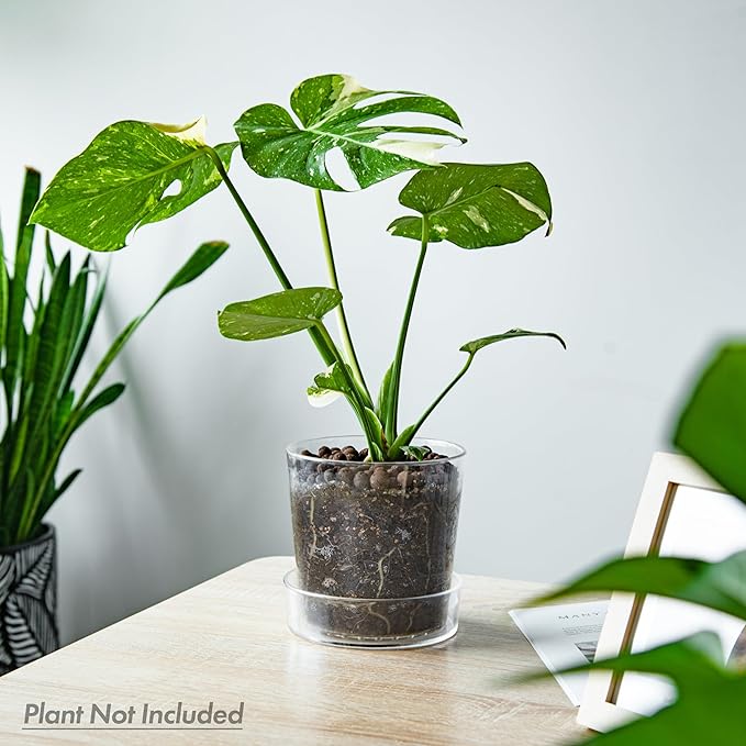Phoenix Vine 6.5 Inch Clear Acrylic Planter Pot with Tray, Orchid Pot with Drainage Holes, Deep Saucer for Bottom Watering, Transparent Containers for Indoor Plants, Herbs, Set of 3, 91-A-F-3