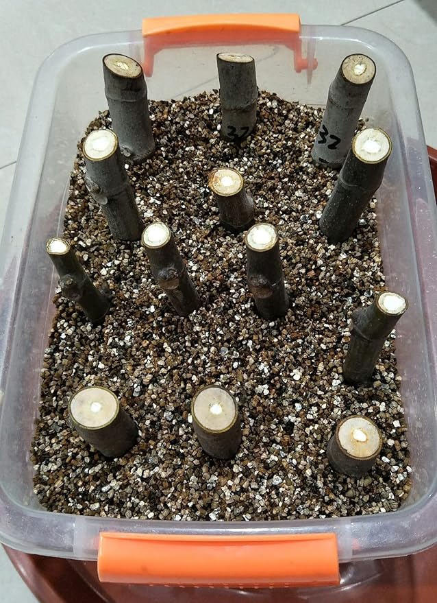 15QT Organic Vermiculite Granules for Plants and Gardening