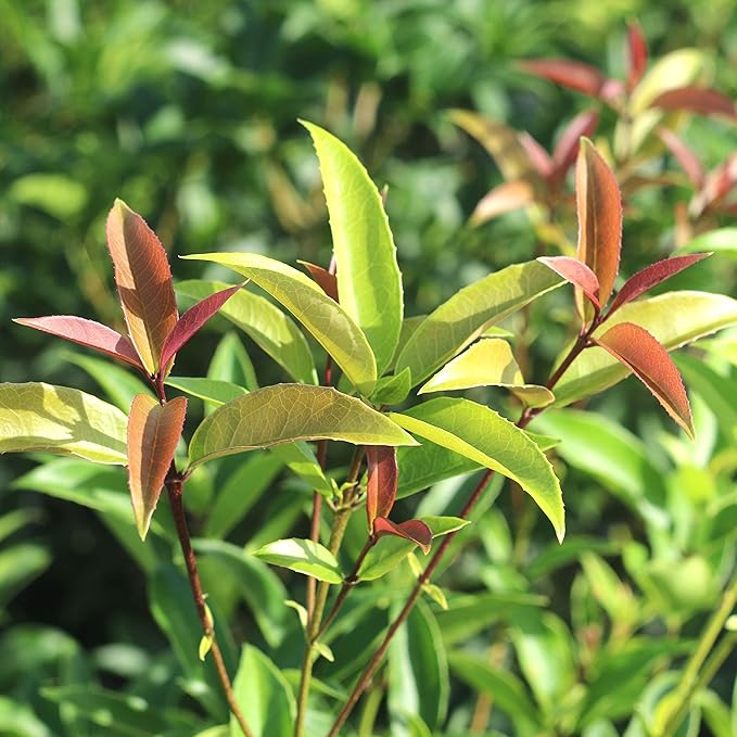 PERFECT PLANTS Tea Olive Live Plant, 3 Gallon, Green