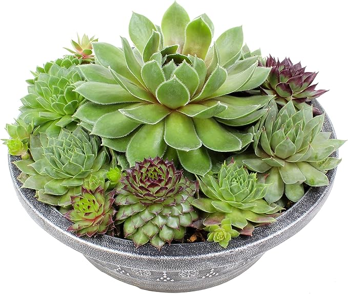 Live Sempervivum Planter Bowl, Sempervivum Succulents Plants, Hens and Chicks Succulent Plants, Sempervivum Plants Succulent Planter, Mini Succulents Plants Hens and Chicks Planter by Plants for Pets