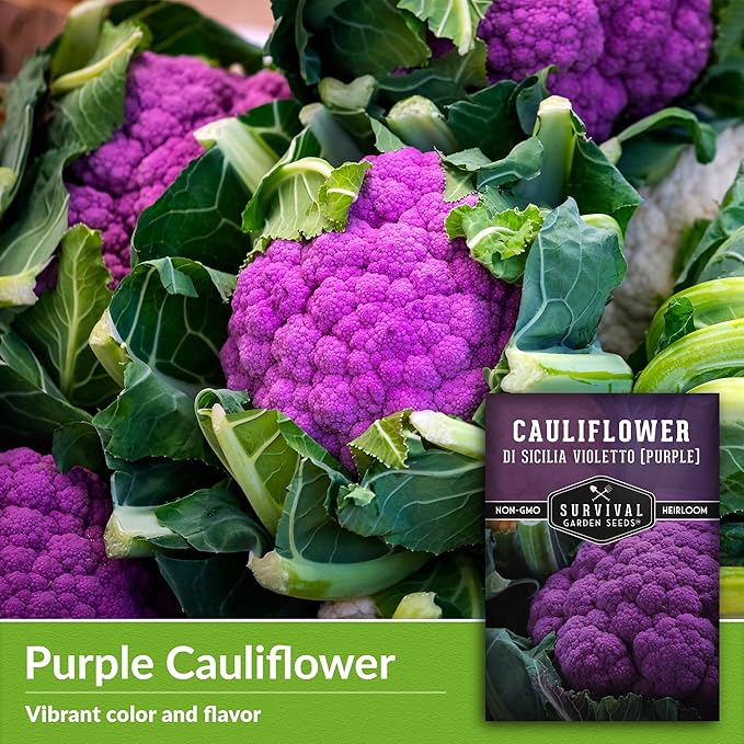 Di Sicilia Violetto Purple Cauliflower Seed for Planting - 3 Packets with Instructions to Plant & Grow Unique Cauliflower Plants in Your Home Garden - Non-GMO Heirloom Variety - Survival Garden Seeds