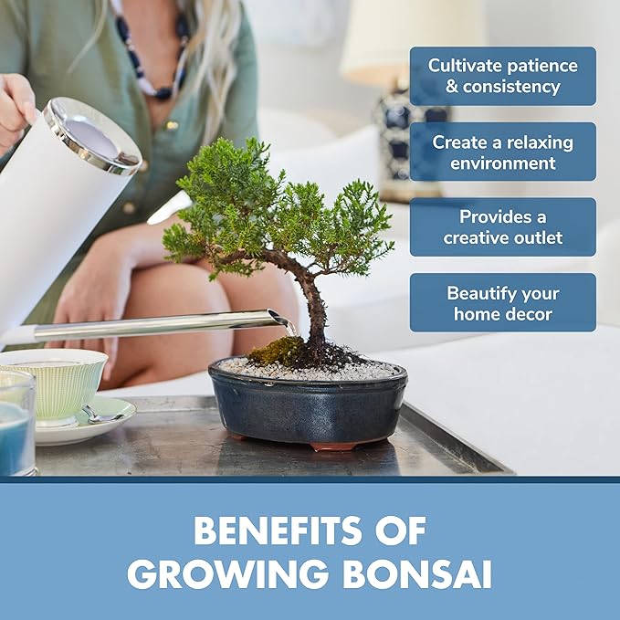 Bonsai Tree Seeds Kit - 8 Popular Varieties of Non GMO Mini Bonsai Trees, Bamboo Plant Markers, Wood Gift Box - Bonzie Tree Seed Starter Kits, Grow Bonzai Indoor, Fathers Day Gardening Gifts Idea