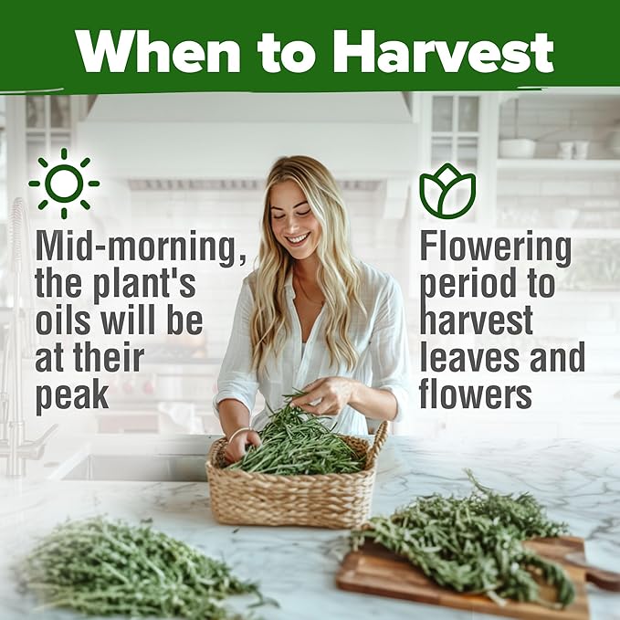 HOME GROWN Rosemary Seeds Bulk Pack - 150 High Germinating Non-GMO Heirloom Culinary Herb Seeds for Planting in Indoor or Outdoor Herb Gardens - USA Sourced (Salvia rosmarinus)