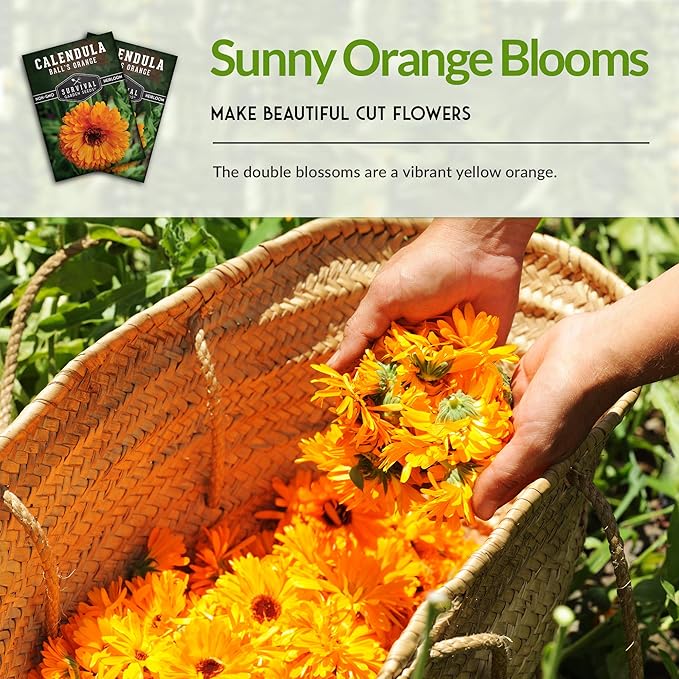 Survival Garden Seeds Ball's Orange Calendula Seed for Planting – 1 Packet with Instructions for Growing Medicinal Herbs in Your Home Vegetable Garden – Non-GMO Heirloom Variety Herb Seed