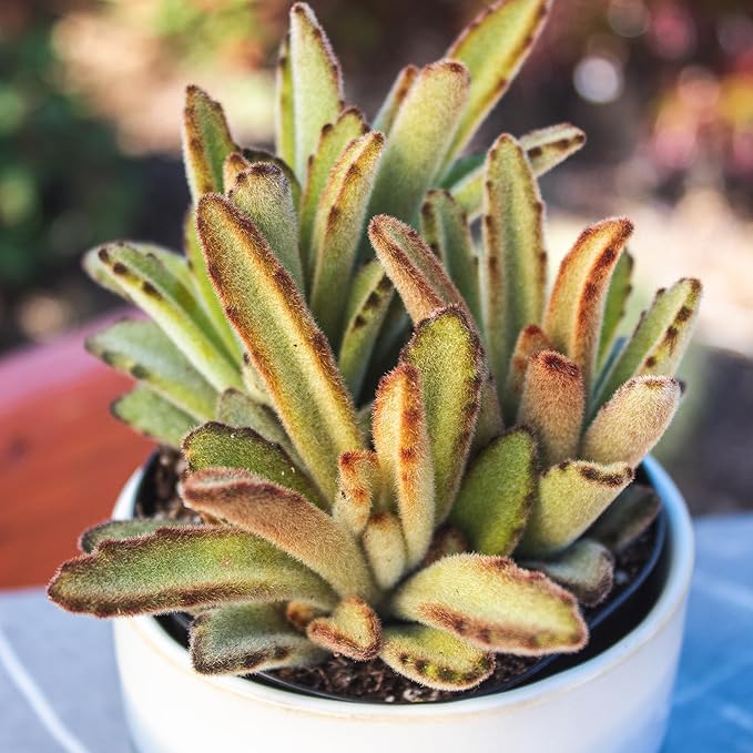 Altman Plants, Bulk Succulents Plants Live Houseplants (20PK), Live Succulents Live Plants Live House Plants Indoors Live, Live Cactus Plants Live Succulent Plants Live Indoor Plants Live Houseplants