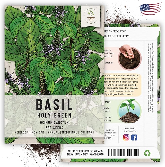 Seed Needs, Holy Basil Seeds - 500 Heirloom Seeds for Planting Ocimum Sanctum - Medicinal Tulsi Herb to Plant Indoors or Outdoors, Non-GMO & Untreated (1 Pack)
