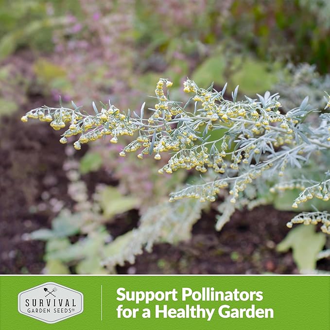 Wormwood Seeds for Planting - 2 Packets with Instructions to Plant and Grow Beneficial Medicinal Herbs in Your Home Herb Garden - Non-GMO Heirloom Variety - Survival Garden Seeds