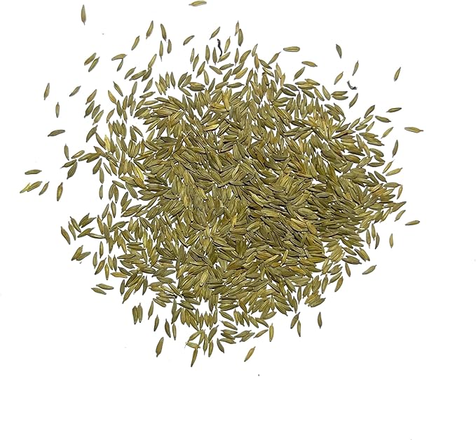 Seed Needs Dandelion Seeds for Planting - Non-GMO, Heirloom & Untreated Perennial Herbs - Organically Grow Food for Tortoises, Rabbits & Bearded Dragons (2 Packs)