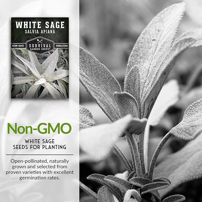 Survival Garden Seeds - 2 Packs White Sage Seed for Planting - Grow Sustainable Smudging Herbs - Packet with Instructions to Plant & Grow in Your Home Garden - Non-GMO Heirloom Variety
