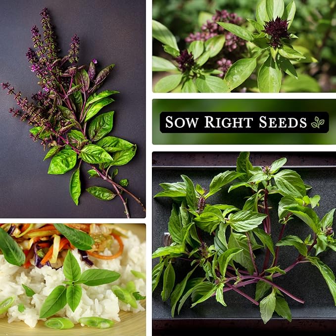 Sow Right Seeds - Sweet Large Leaf Thai Basil Seed for Planting - Non-GMO Heirloom Packet with Instructions to Plant a Kitchen Herb Garden - Indoors or Outdoor - Great for Hydroponic Growing (3)
