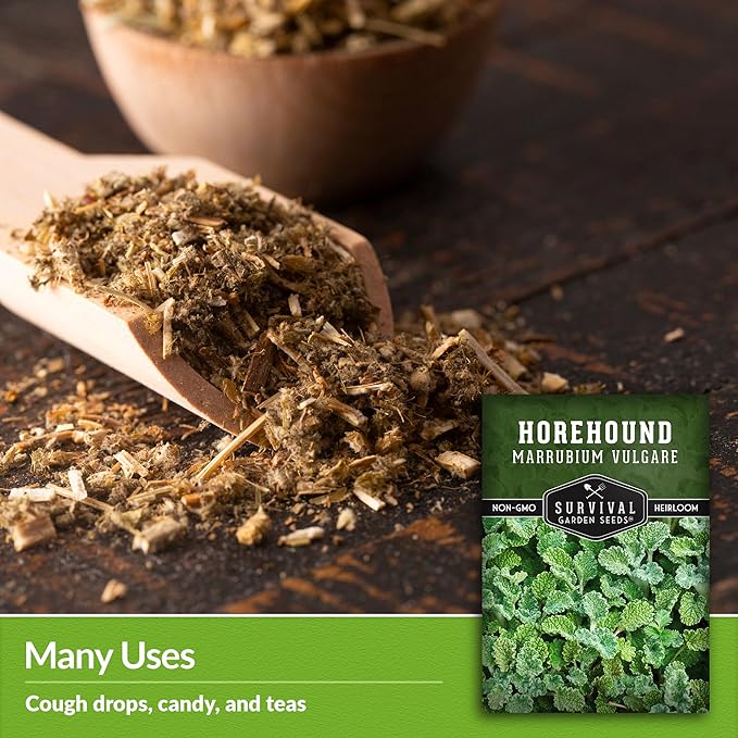 Horehound Seed for Planting - 1 Packet with Instructions to Plant and Grow Beneficial Marrubium Medicinal Herbs in Your Home Vegetable Garden - Non-GMO Heirloom Variety - Survival Garden Seeds