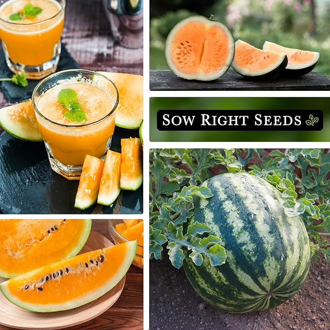 Sow Right Seeds - Tendersweet Watermelon Seeds for Planting - Non-GMO Heirloom Seeds to Plant a Home Vegetable Garden - Unique Orange Flesh Melon - Sweet Summer Treat to Grow Outdoors (4)