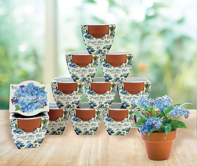 BUZZY Seeds Terracotta Mini Grow Pots | Herb, Plant, Flower Starter Kit for Kids & Adults | 12-Pack, Daydream Forget-Me-Not Flower | Guaranteed to Grow | Best Indoor Grow Your Own Plant