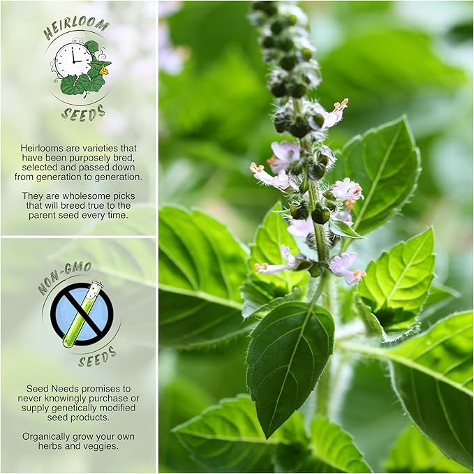 Seed Needs, Holy Basil Seeds - 500 Heirloom Seeds for Planting Ocimum Sanctum - Medicinal Tulsi Herb to Plant Indoors or Outdoors, Non-GMO & Untreated (1 Pack)