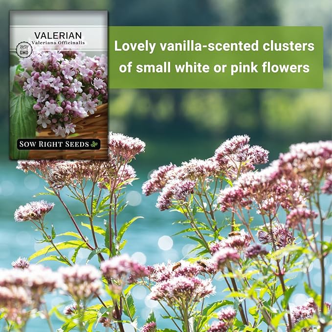 Sow Right Seeds - Valerian Seeds for Planting - Non-GMO Heirloom Packet with Instructions to Plant an Outdoor Herb Garden - Fragrant with Medicinal Benefits - Valerian Root for Sleep & Calm (2)