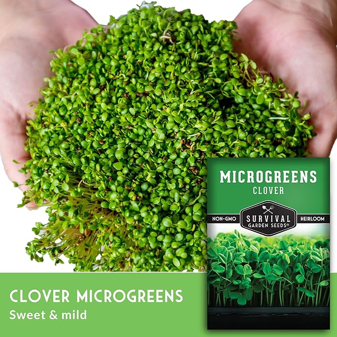 Survival Garden Seeds 1 Pack Clover Microgreens Seeds for Planting & Growing Indoors – Plant Green Leafy Micro Herbs Indoors – Non-GMO Heirloom – Grow a Salad on Your Window Sill