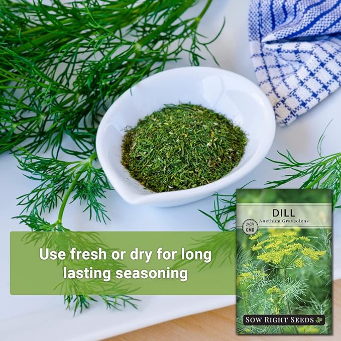 Sow Right Seeds - Dill Seed for Planting - Non-GMO Heirloom Packet with Instructions to Plant and Grow Herb Garden - Indoors or Outdoors - Homemade Dill Pickles - Wonderful Companion Plant (1)
