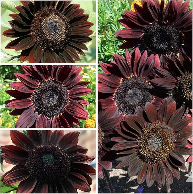 Seed Needs, Chocolate Sunflower Seeds - 40 Heirloom Seeds for Planting Helianthus annuus - Annual Flowers to Plant Outdoors, Attracts Bumblebees and Butterflies, Great as a Cut Flower (1 Pack)